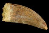 Serrated, Carcharodontosaurus Tooth - Real Dinosaur Tooth #99808-1